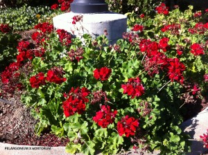 Pelargonium x hortorum - red - blooming